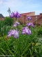 Ирис мечевидный "Харлеквинеск" (Iris ensata "Harlequinesque") - 8
