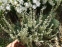 Полынь холодная (Artemisia frigida Willd.) - 2