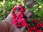 Пион крымский (Paeonia daurica) - 10