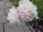 Пион "Рассберри Сандей" (Paeonia "Raspberry Sundae") - 1