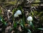 Белоцветник весенний (Leucojum vernum) - 3