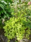 Аквилегия обыкновенная "Лепрекон Голд" (Aquilegia vulgaris "Leprechaun Gold") - 4