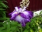 Ирис мечевидный "Харлеквинеск" (Iris ensata "Harlequinesque") - 2