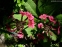 Первоцвет японский (Primula japonica) - 1