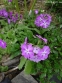 Первоцвет Зибольда (Primula sieboldii) - 5