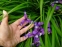 Ирис злаковидный (Iris graminea) - 2