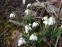 Подснежник белоснежный "Флоре Плено" (Galanthus nivalis "Flore Pleno") - 3