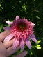Эхинацея пурпурная "Раззматазз" (Echinacea purpurea "Razzmatazz") - 2