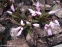 Хионодокса Люцилии "Пинк Джайент" (Chionodoxa luciliae "Pink Giant") - 8