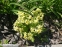 Первоцвет гибридый "Франческа" (Primula hybrid "Francesca") - 9
