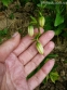 Лилия кудреватая (Lilium martagon) - 3
