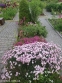 Гвоздика сизая "Басс Пинк" (Dianthus gratianopolitanus "Bath's Pink") - 3