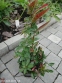 Энотера четырехугольная (Oenothera fruticosa subsp. glauca) - 4