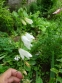 Колокольчик чесночницелистный (Campanula alliariifolia) - 3