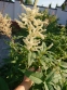 Горец изменчивый (Persicaria polymorpha) - 14