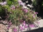 Гвоздика короткостебельная (Dianthus subacaulis) - 1