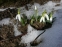 Подснежник белоснежный (Galanthus nivalis) - 1