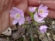 Печеночница остродольчатая ф. розеа (Hepatica acutiloba f. rosea) - 2