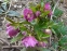 Морозник гибридный "Дабл Эллен Пинк" (Helleborus x hybridus "Double Ellen Pink") - 2