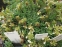 Дубровник горный (Teucrium montanum) - 2