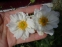 Анемона японская "Вирлвинд" (Anemone japonica "Whirlwind") - 4