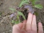 Морозник красноватый (Helleborus purpurascens) - 6