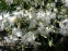 Гвоздика песчаная (Dianthus arenarius) - 2