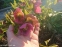 Морозник гибридный ЛС "Пинк Споттед Лейди" (Helleborus × hybridus LS "Pink Spotted Lady") - 1