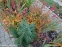 Горец стеблеобъемлющий "Файртейл" (Persicaria amplexicaule "Firetail") - 9