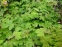 Анемона японская "Памина" (Anemone japonica "Pamina") - 6