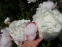 Пион "Гардения" (Paeonia "Gardenia") - 4