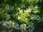Пенстемон жостковолосистый подвид карликовый, белоцветковая форма (Penstemon hirsutus f. albiflorus) - 5