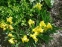 Ирис бородатый карликовый желтый (Iris pumila) - 2