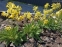 Первоцвет весенний (Primula veris) - 2