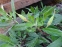 Энотера миссурийская (Oenothera missouriensis) - 7