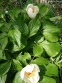 Пион Виттмана (Paeonia wittmanniana) - 5