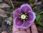 Морозник гибридный "Харвингтон Пинк Спеклед" (Helleborus x hybridus "Harvington Pink Speckled") - 2