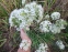 Лук Китайский резанец (Allium tuberosum) - 3