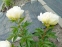 Пион "Гринленд" (Paeonia "Greenland") - 1