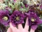 Морозник гибридный "Дабл Эллен Пурпл" (Helleborus x hybridus "Double Ellen Purple") - 2