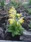 Первоцвет крупночашечный (Primula macrocalyx Bunge) - 7