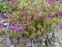 Горянка крупноцветковая "Юбае" (Epimedium grandiflorum "Yubae") - 2