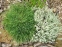 Полынь холодная (Artemisia frigida Willd.) - 3