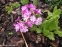 Первоцвет Зибольда (Primula sieboldii) - 7