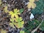 Герань гималайская "Бирч Дабл" (Geranium himalayense "Birch Doubl") - 5