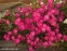 Гвоздика сизая "Неон Стар" (Dianthus gratianopolitanus "Neon Star") - 2