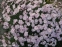 Гвоздика сизая "Басс Пинк" (Dianthus gratianopolitanus "Bath's Pink") - 9