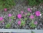 Первоцвет мелкозубчатый "Кашмериана" (Primula denticulata "Cashmeriana") - 5