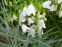 Колокольчик ложечницелистный "Альба" (Campanula cochleariifolia "Album") - 1