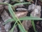 Подснежник складчатый (Galanthus plicatus) - 1